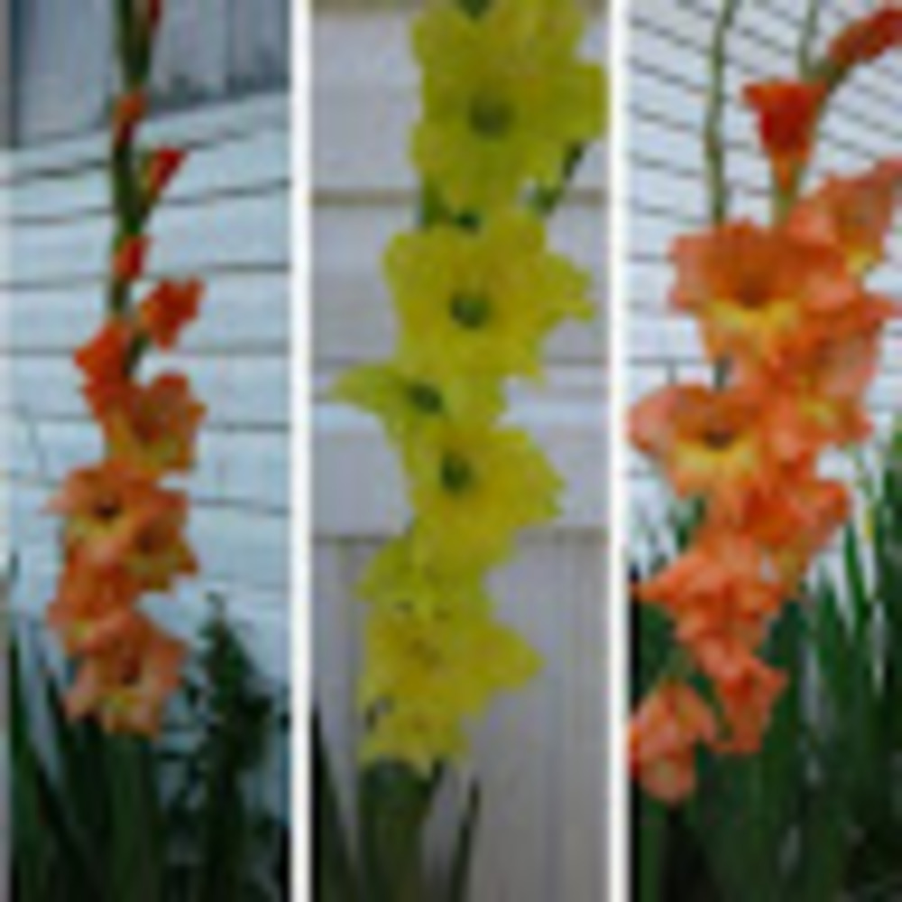 Meet your Posher, Alexcia